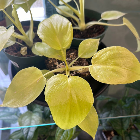 Philodendron Warsecewiczii (4") [ID #65516413120]