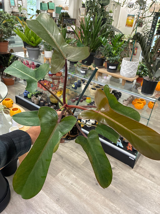 Philodendron Erubescens 'Florida Bronze' (#898727123)
