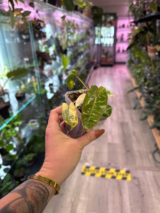 Philodendron Billietiae 'Variegated' (#774040824)