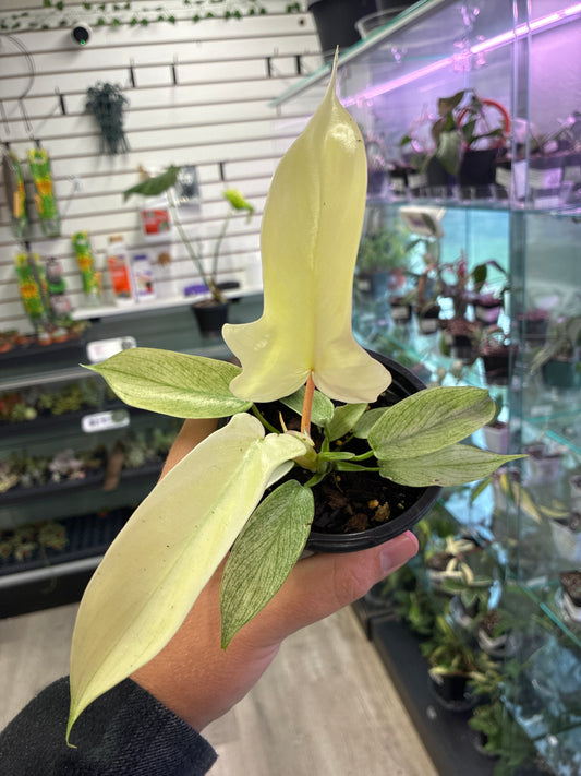 Philodendron Cv. 'Florida Ghost' (#400110868)