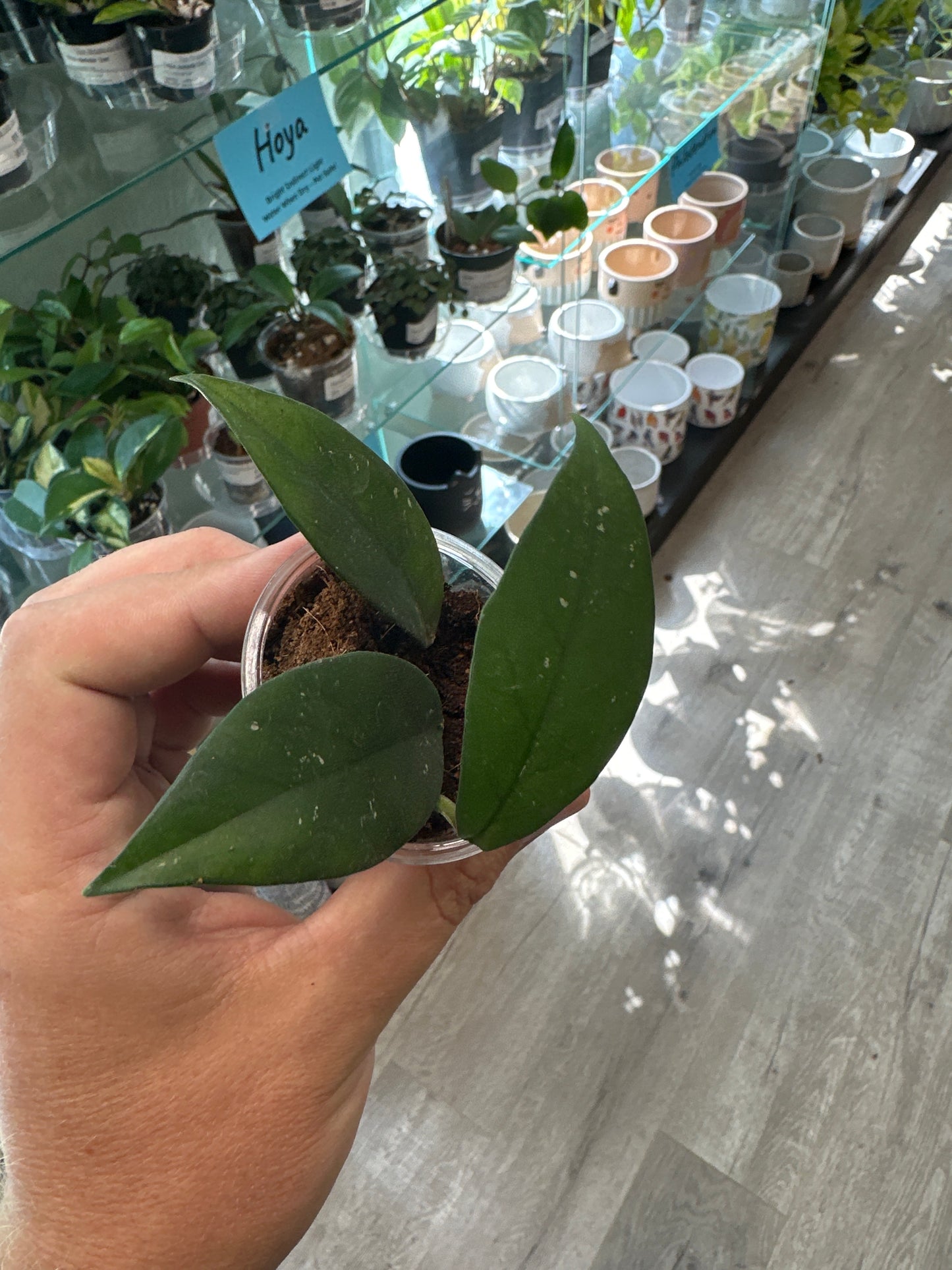 Hoya fungi x pubicalyx [ID #96632042417]