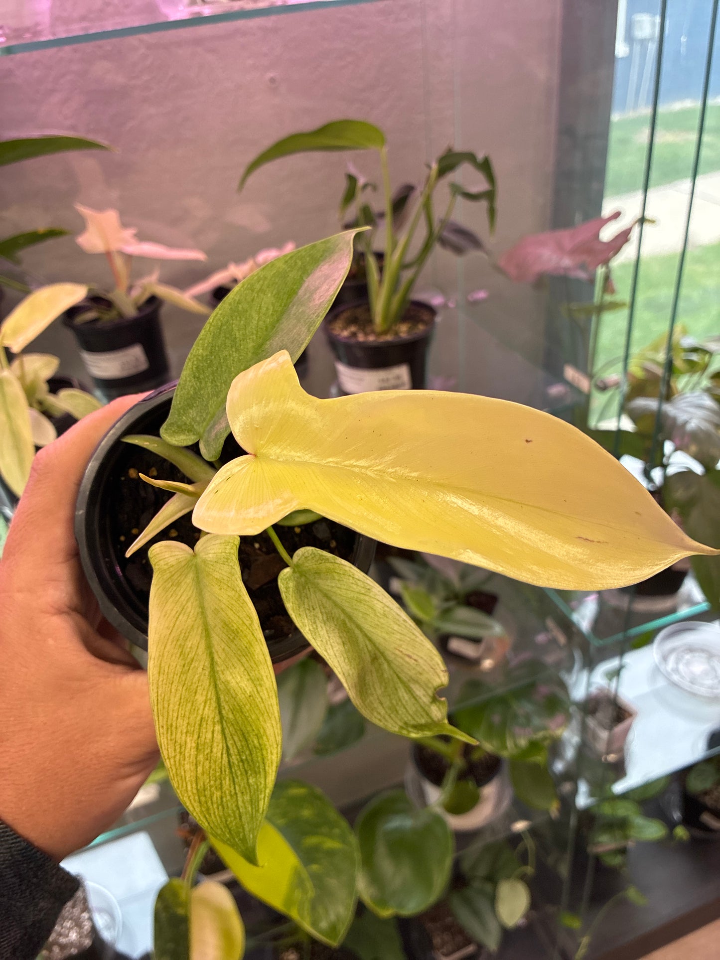 Philodendron Cv. 'Florida Ghost' (#652906300)