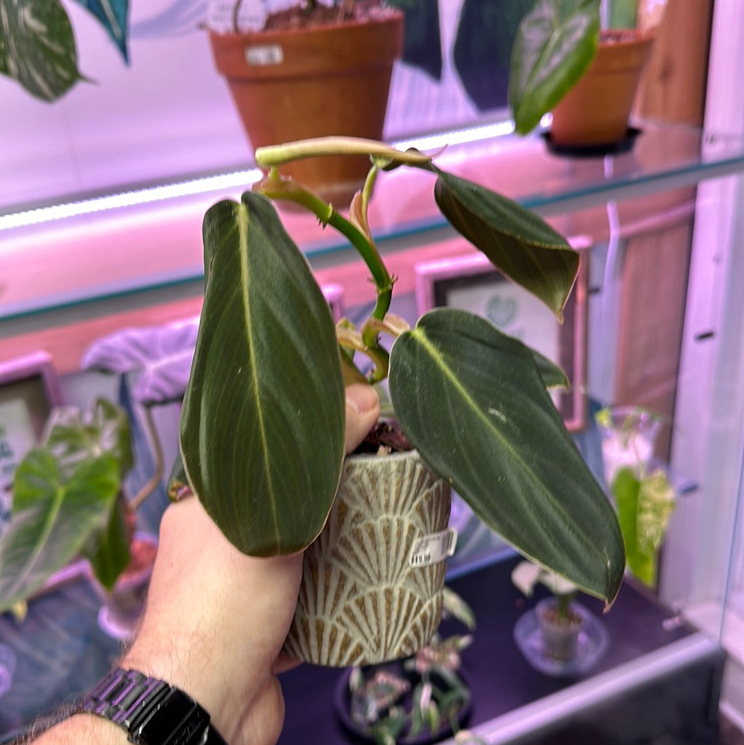 Philodendron gigas [ID #44362076233]