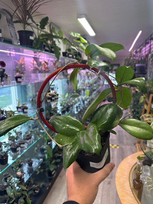 Hoya eruthrina (#304286399)