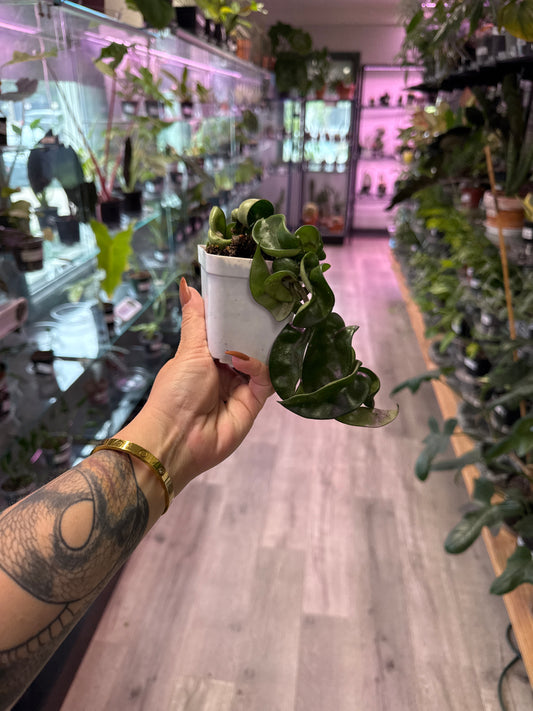 Hoya Carnosa 'Rope' (#296259623)