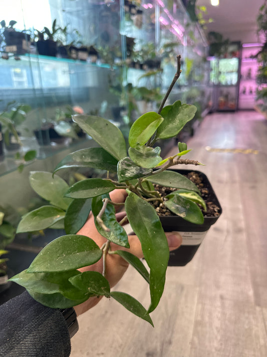 Hoya Carnosa 'Krimson Princess' (#928682645)