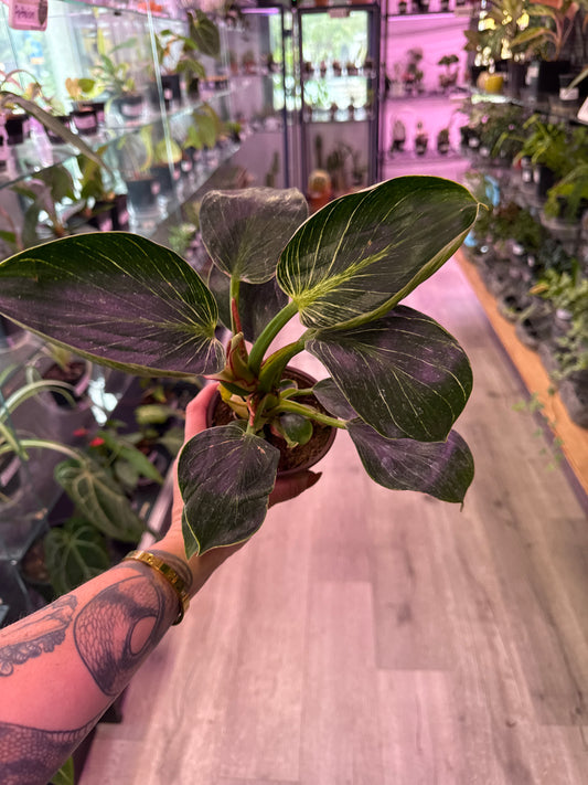 Philodendron Erubescens (#760721869)