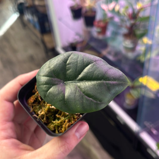Alocasia Quilted Dreams (Starter Plant) [ID #96073264992]