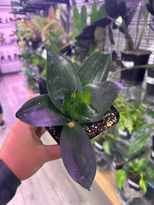 Sansevieria Black hahnii (#369729600)