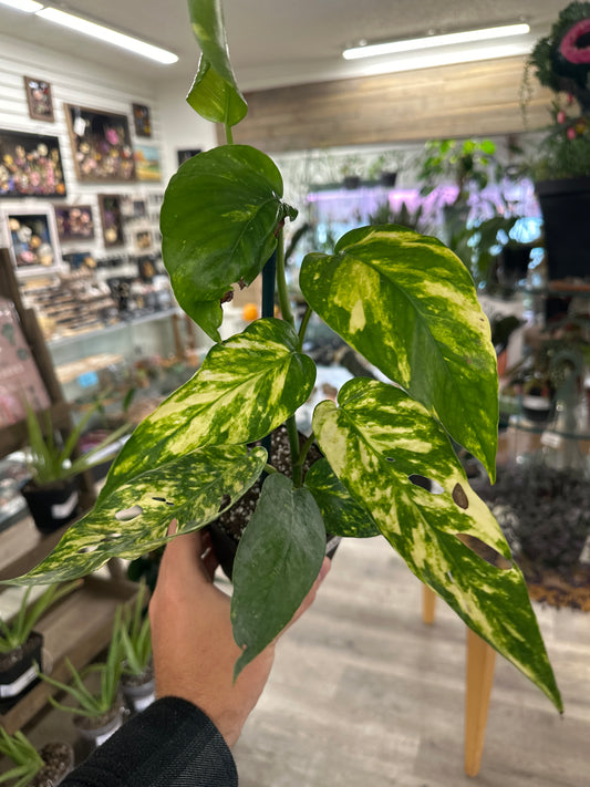 Epipremnum Aureum 'Yellow Sunrise' (#063379723)