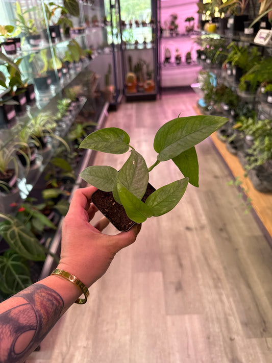 Epipremnum Pinnatum 'cebu blue' (#697312572)