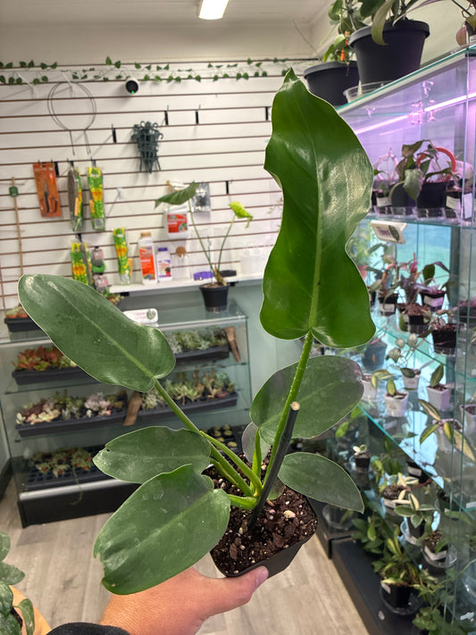 Philodendron Bipennifolium 'jerry horne' (#345437620)