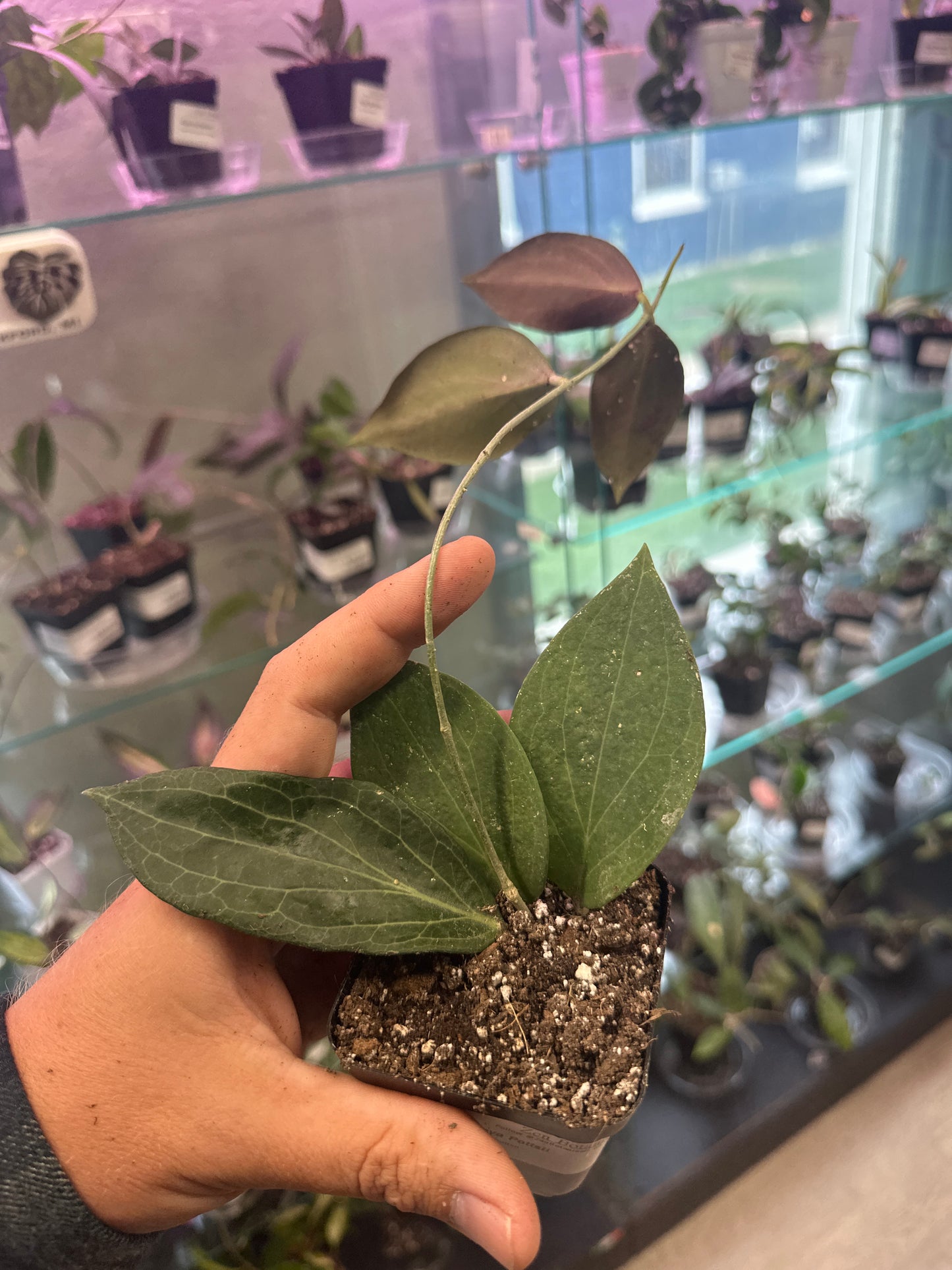 Hoya Pottsii (#483714244)