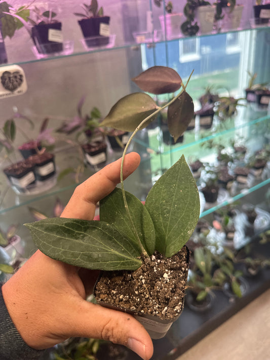 Hoya Pottsii (#483714244)