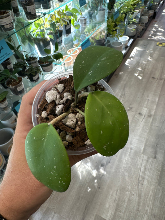 Hoya obovata (3") [ID #39458721]