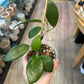 Hoya verticillata wibergiae (3") [ID #2625806]