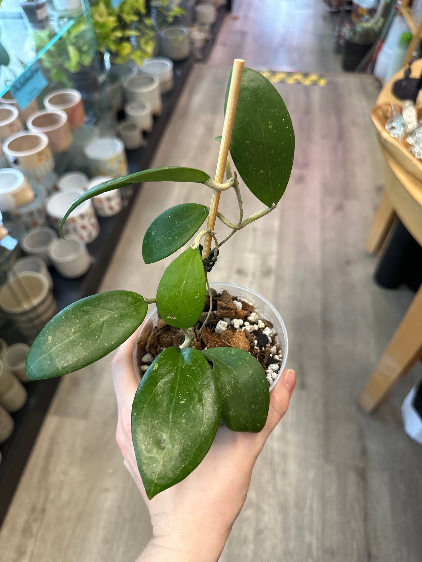 Hoya verticillata wibergiae (3") [ID #2625806]