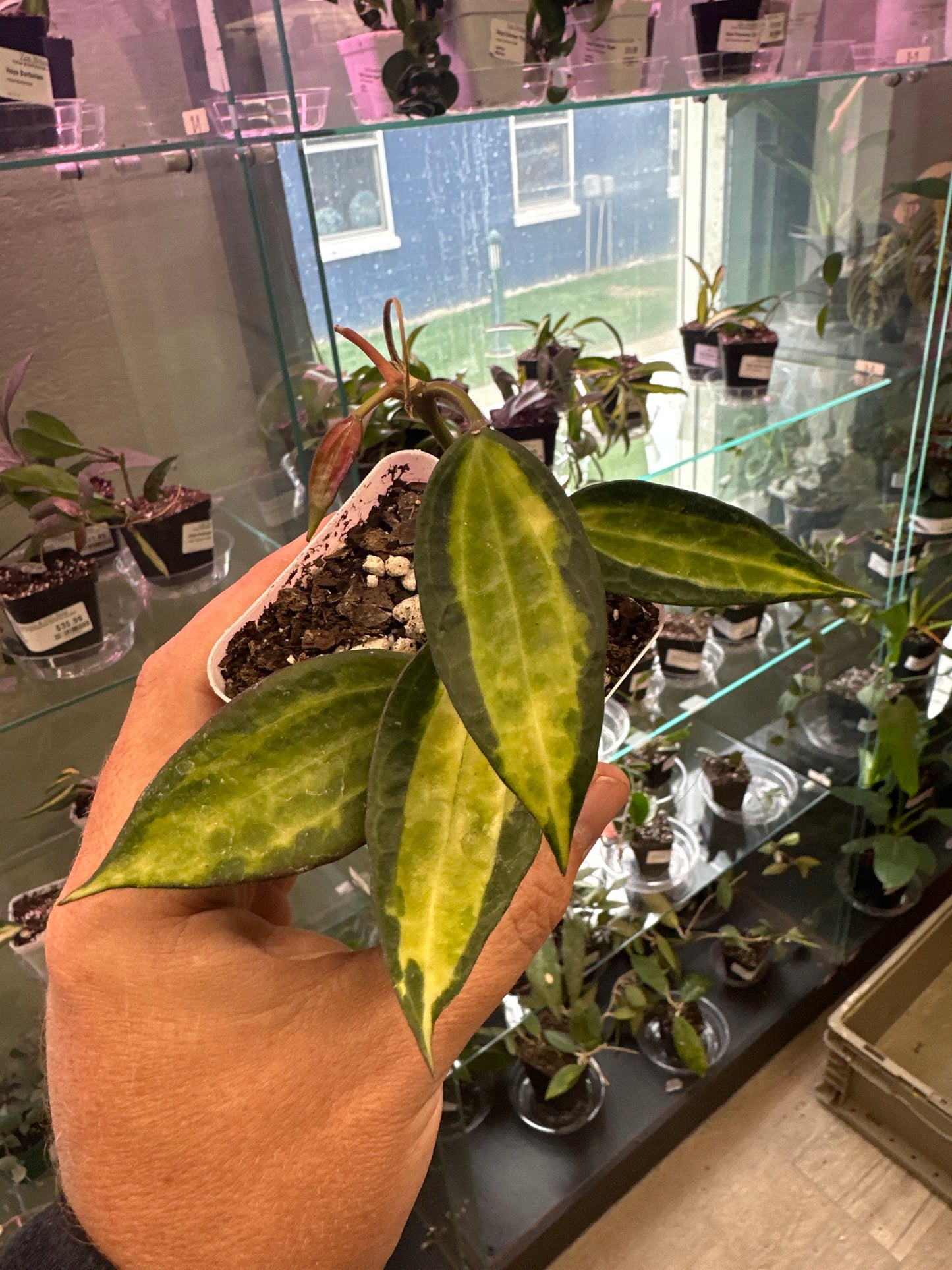Hoya macrophylla 'Pot of Gold' (#049999074)