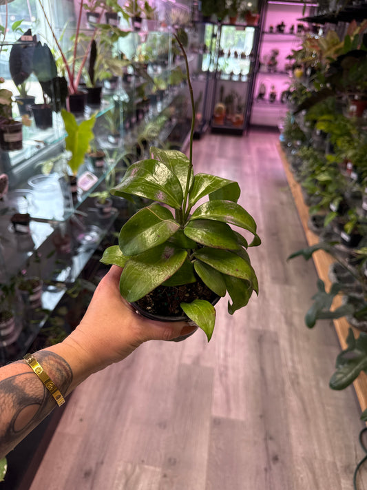 Hoya Merrillii 'small leaf' (#952992785)