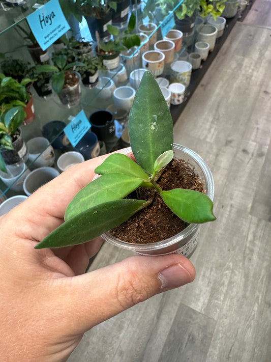 Hoya sp. aff. burtoniae (2") [ID #66867505]