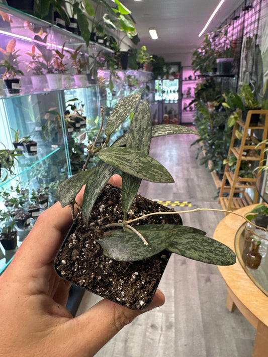 Hoya Sigillatis (#094564006)
