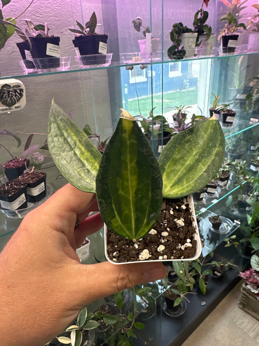 Hoya macrophylla 'Pot of Gold' (#111025868)