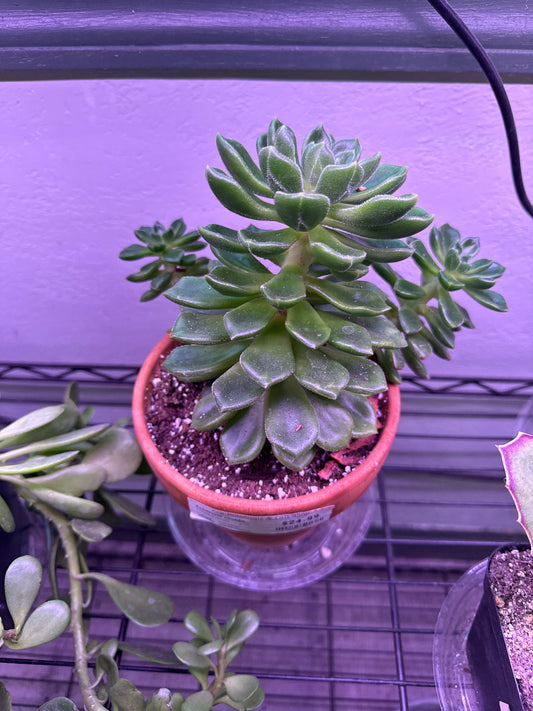 Echeveria chubbs (#310332401)