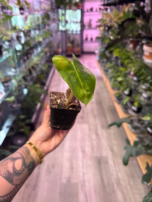 Philodendron Burle-marxii 'Burle Marx Variegated' (#759434402)