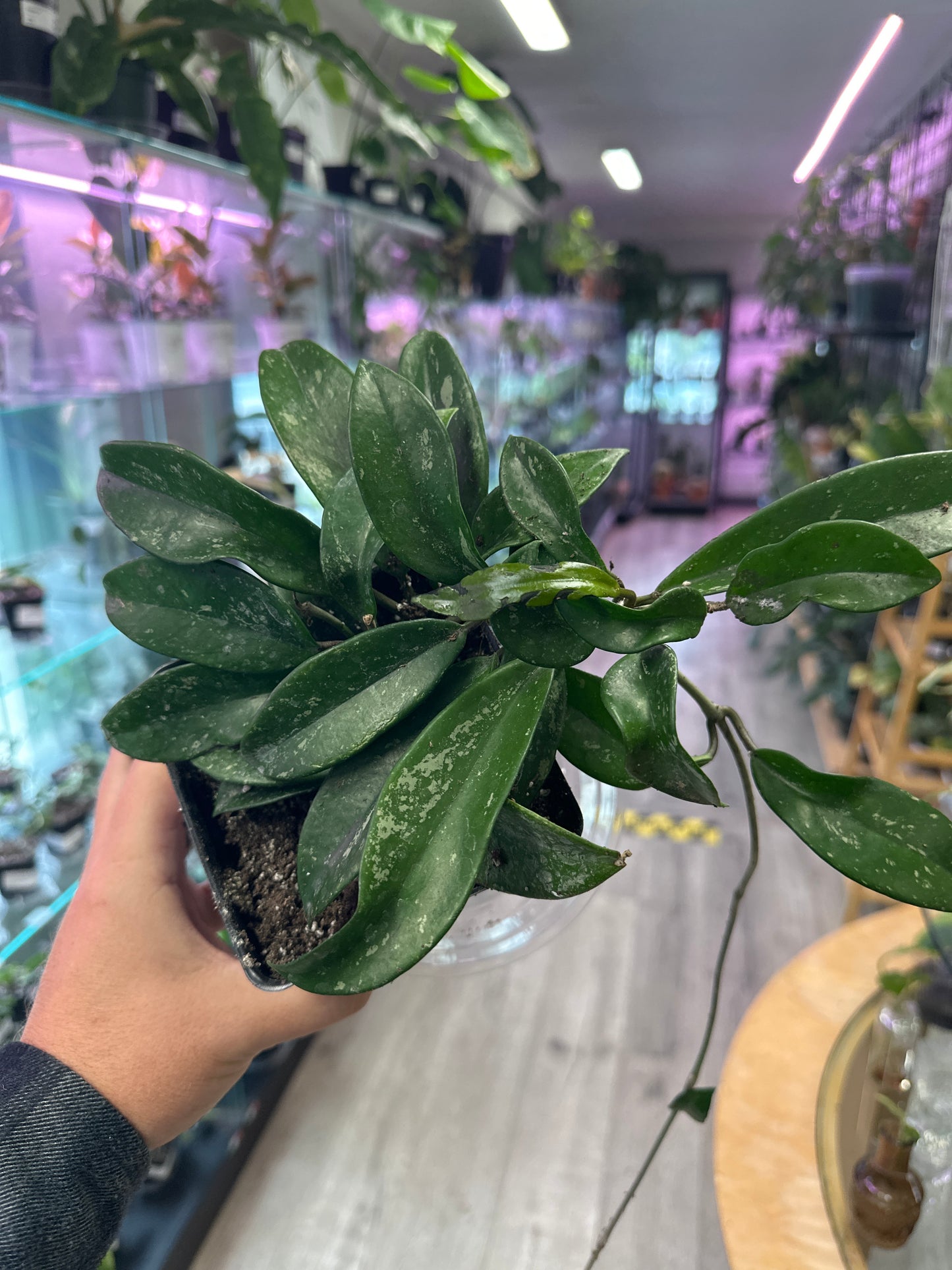 Hoya Pubicalyx 'Splash' (#447920391)