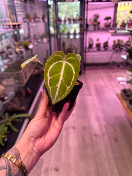 Anthurium Cv. 'noID' (#375980700)