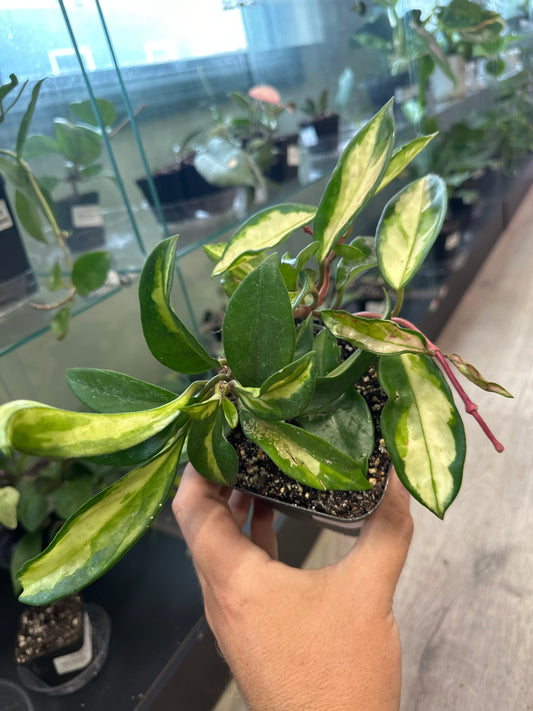 Hoya Carnosa 'Krimson Princess' (#264887335)