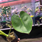 Philodendron Ricardoi [ID #15478761699]