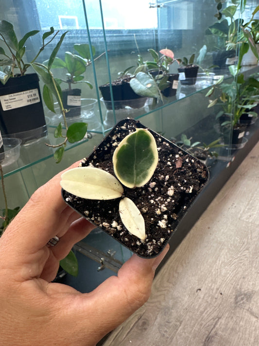 Hoya Carnosa 'Krimson Queen' (#309721019)