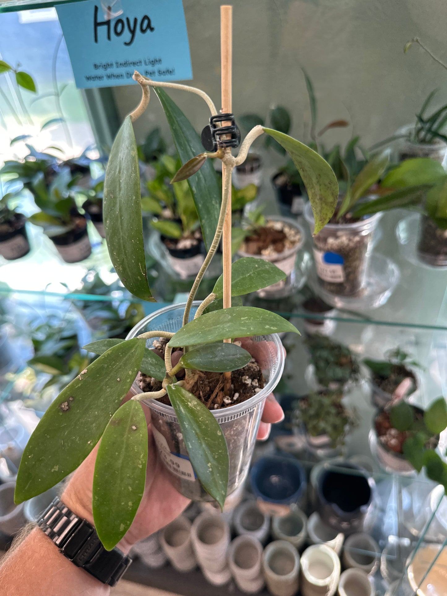 Hoya verticillata 'Pallida' (3") [ID #79784260968]