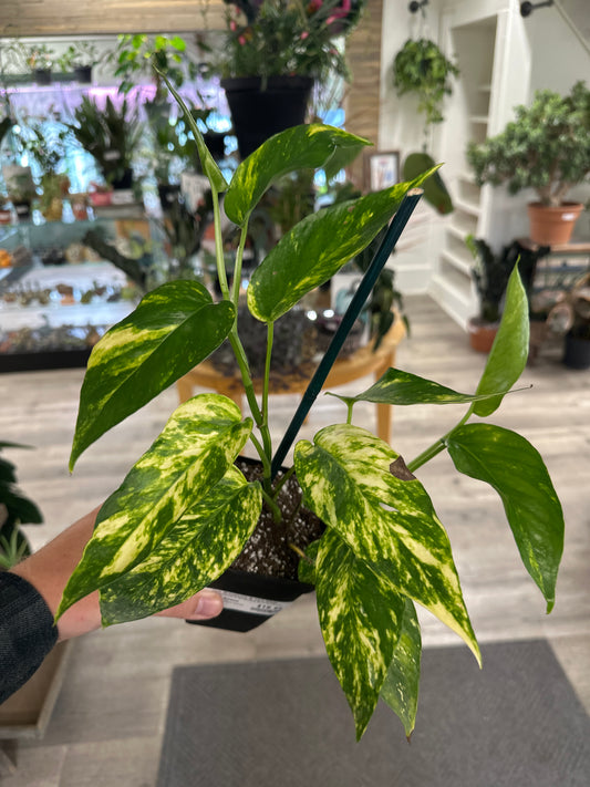 Epipremnum Aureum 'Yellow Sunrise' (#121531593)