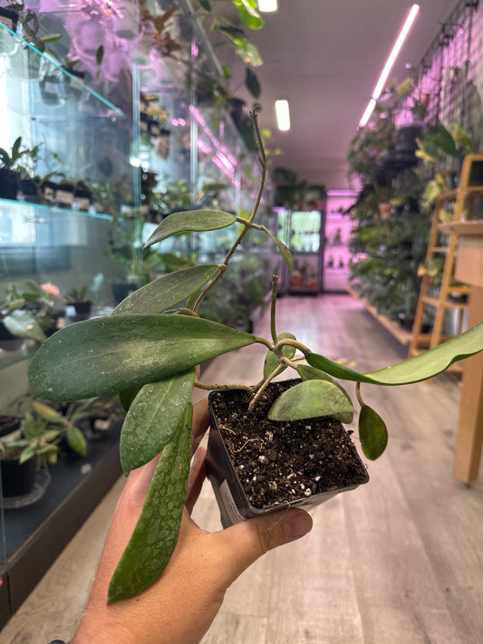 Hoya Merrillii 'long leaf' (#469340213)