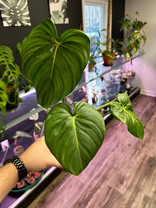 Philodendron McDowell [ID #66635233692]