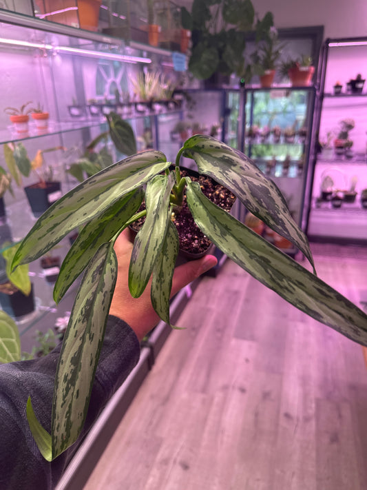Aglaonema Cv. 'cutlass' (#895711521)
