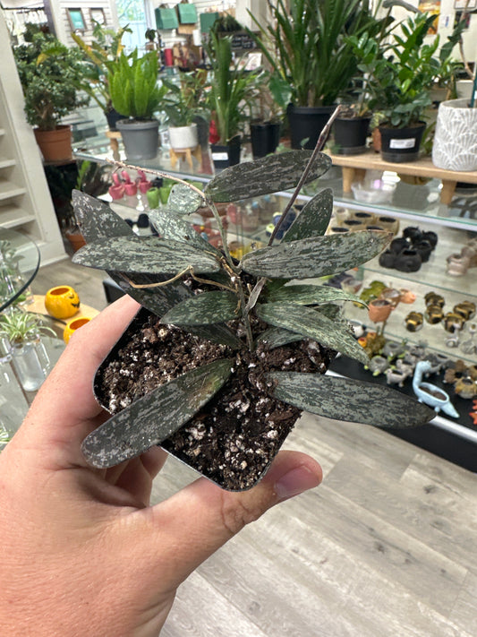 Hoya Sigillatis (#194253126)