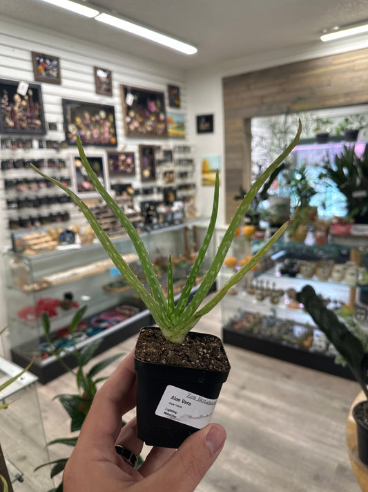 Aloe Vera (#133894058)