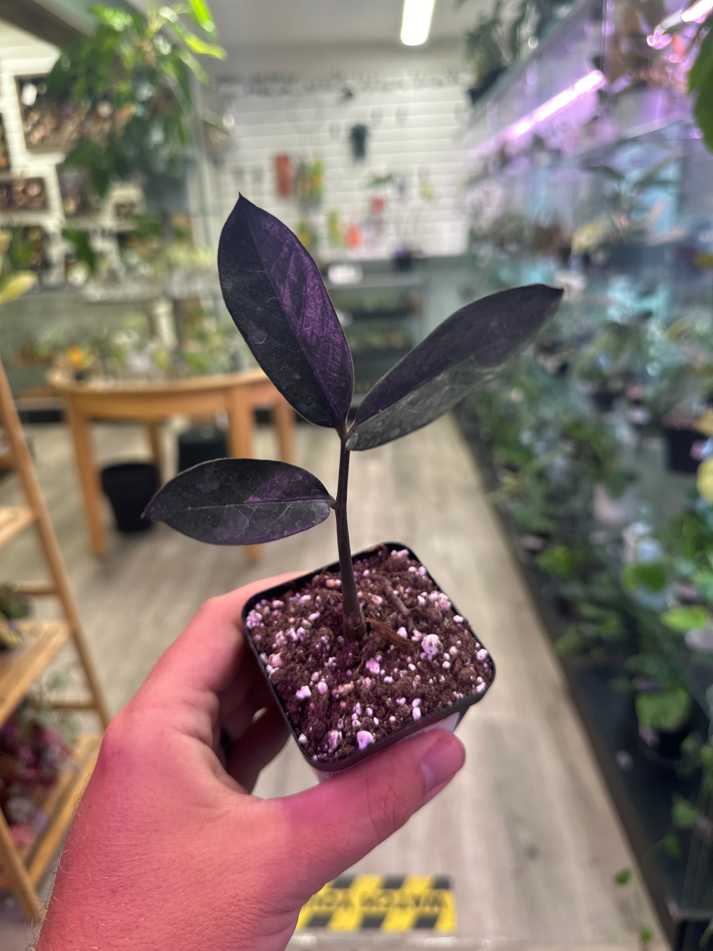 Zamioculcas Zamiifolia 'Raven' (#794052948)