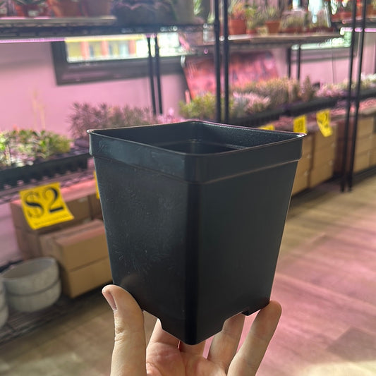 4.5" Black Square Plastic Pot (#4246)
