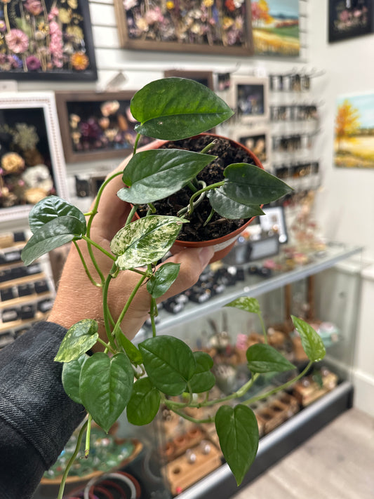 Epipremnum aureum 'Cebu Blue variegated ' (#993160996)