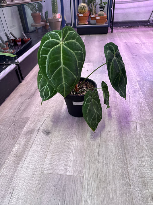 Anthurium Red Crystallinum mag 'x Ace of spades' (#444493578)