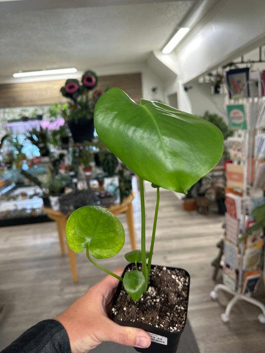 Monstera Deliciosa (#674315111)