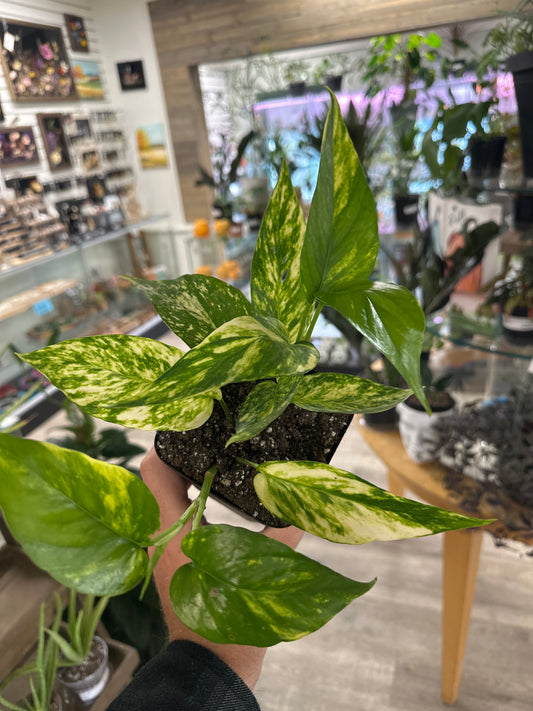 Epipremnum Aureum 'Yellow Sunrise' (#169219770)