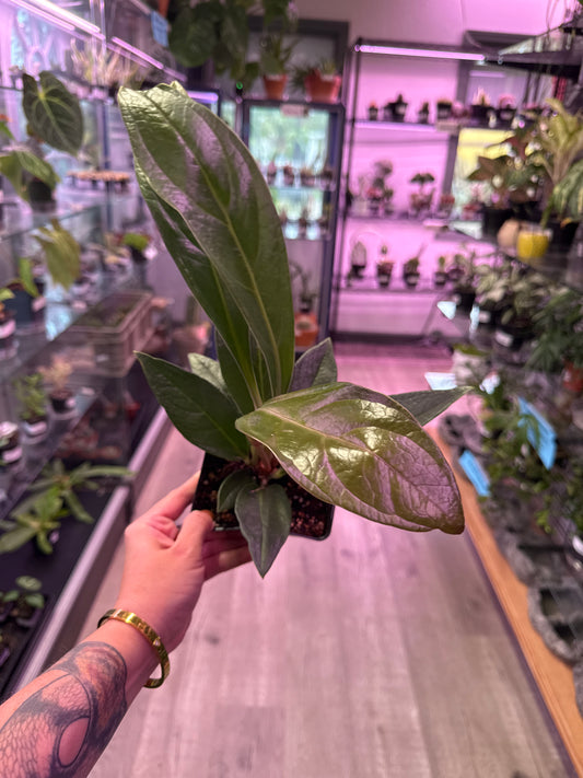 Anthurium Red flag (#332564251)