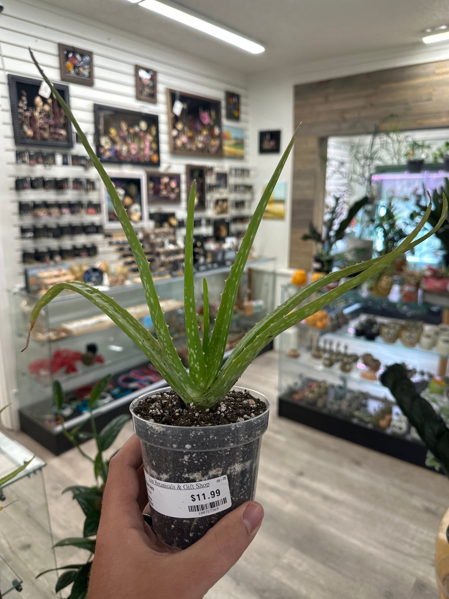 Aloe Vera (#188727369)