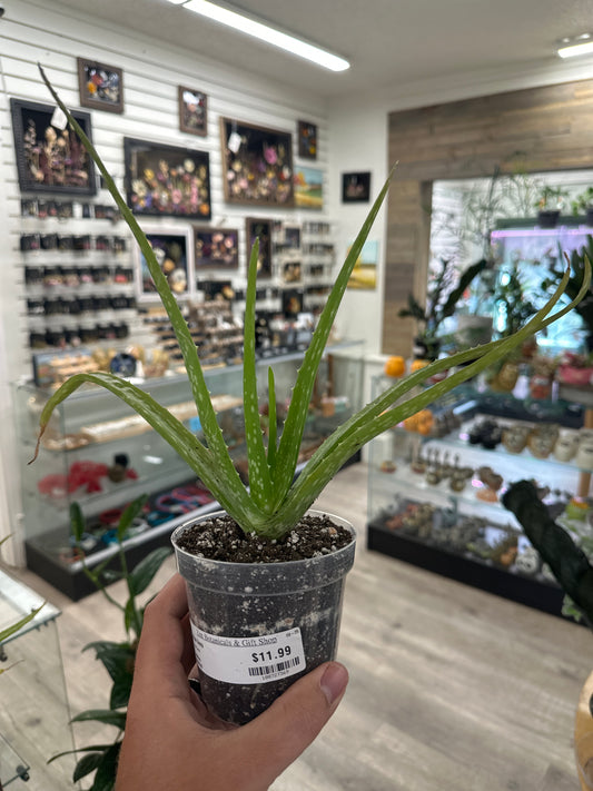 Aloe Vera (#188727369)