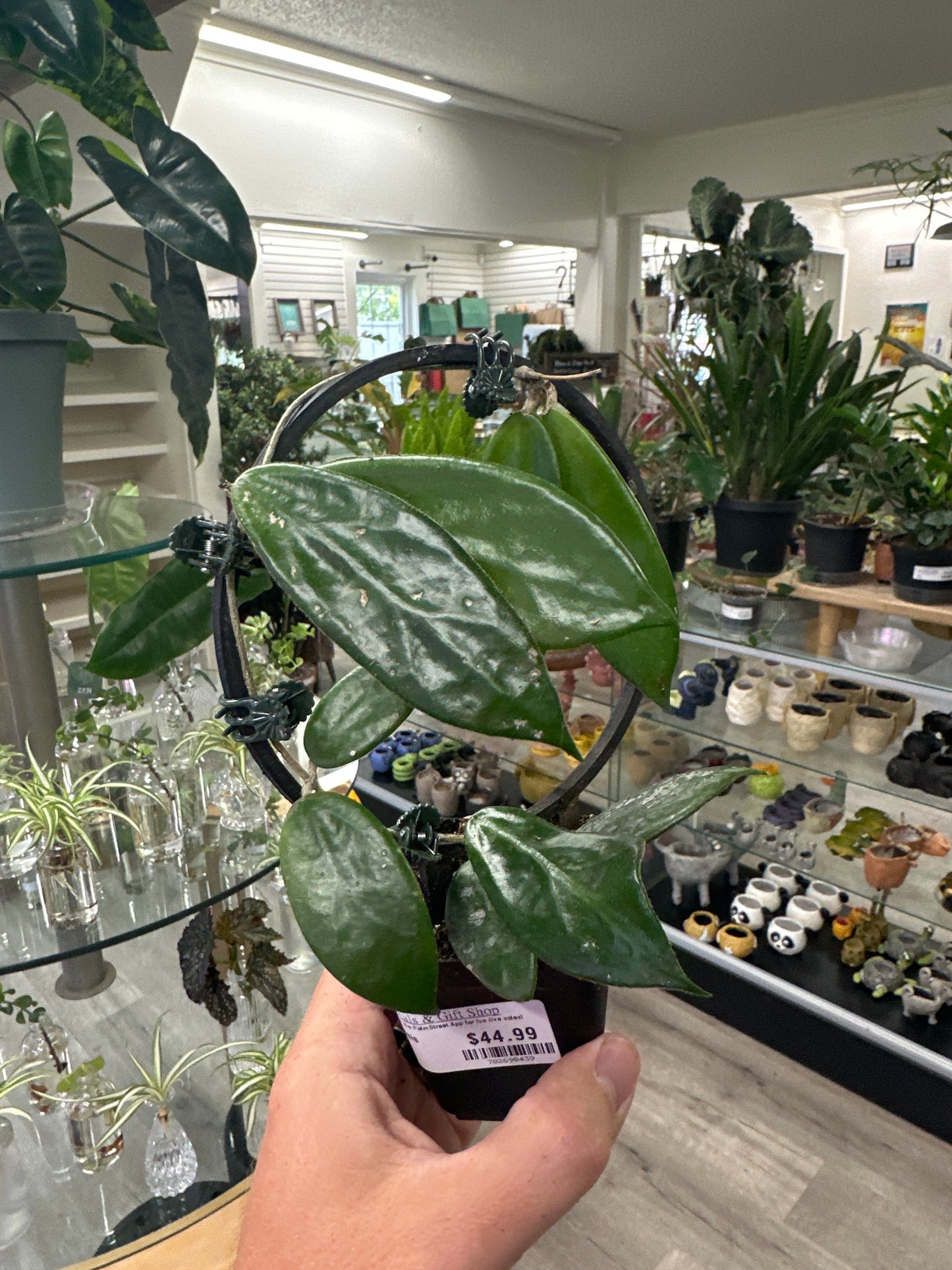 Hoya vangviengiensis (#702690439)